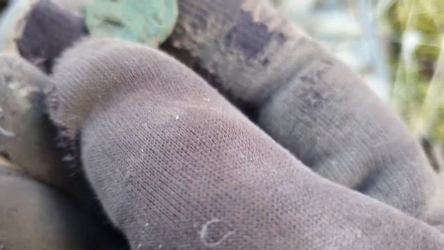 Коп. Пока мы в лесу, косуля в деревне))) смотреть онлайн