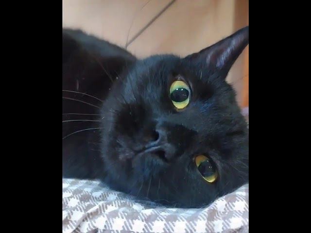 самый грациозный кот приюта