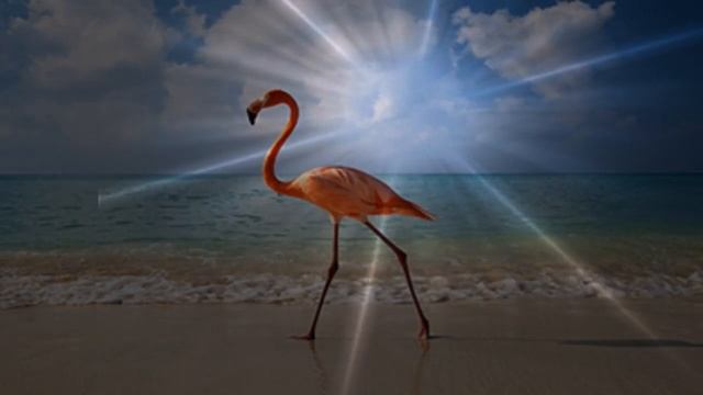 Мир Пернатых - Розовый Фламинго - Phoenicopterus roseus смотреть онлайн