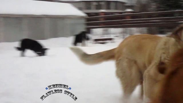 испанские мастифы питомник