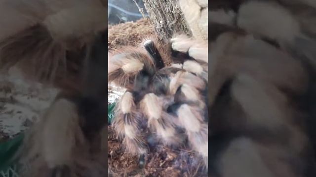 Паук птициед. Кормление. Момент охоты на огромного мадагаскарского шипящего таракана. смотреть онлайн
