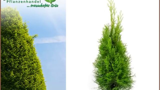 Thuja Lebensbaum смотреть онлайн