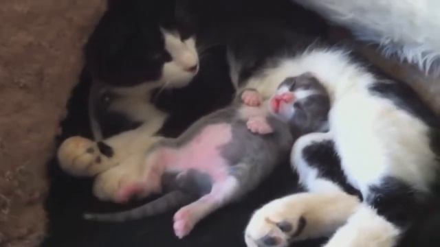 Котенок спит смотреть онлайн