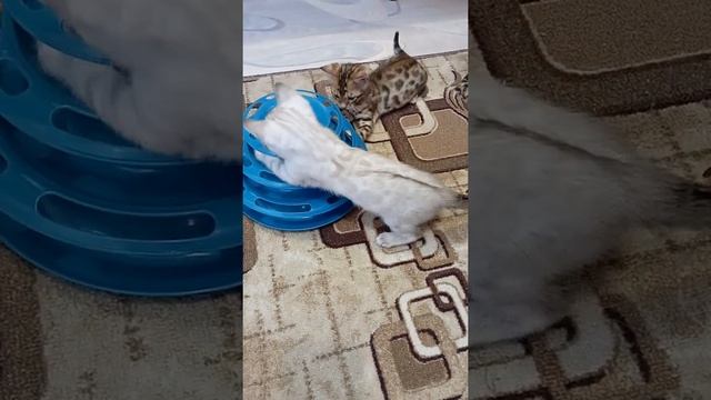 Снежный барсик смотреть онлайн