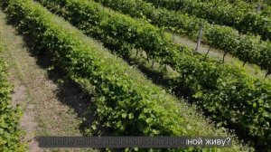 "Виноградную косточку в тёплую землю зарою.." - Караоке.