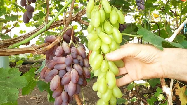 Виноград Арарат. Перспектива по урожайности. смотреть онлайн