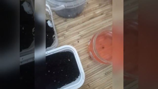 Гиппеаструм из семян #цветы #гиппеаструм #гиппеаструмизсемян