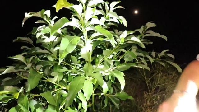 CATCHING WILD PYTHONS TAKING OVER FLORIDA ! смотреть онлайн
