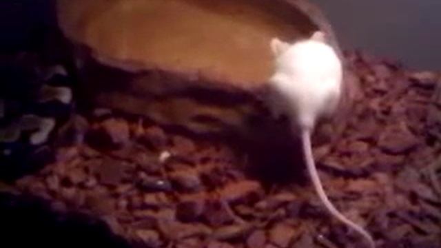 My Python (slow mo) смотреть онлайн