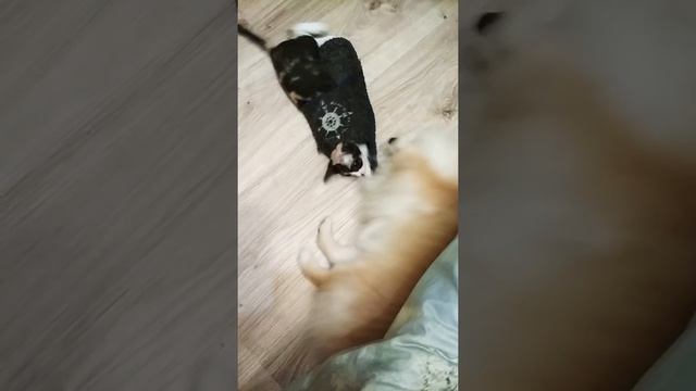 Кому же больше по размеру подходит тапок? смотреть онлайн