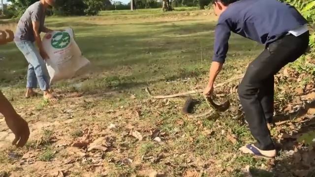 Wow Beautiful Girl Catch python How to Catch python Snake Cambodia смотреть онлайн