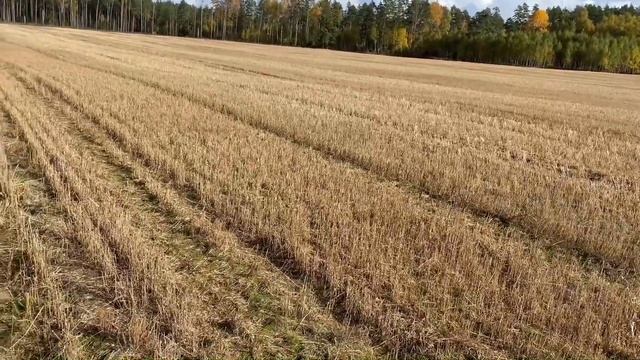 Коп в поле с Nokta Makro Simplex Plus #металлоискатель #коп2022 #впоискекладов #кладоискатель