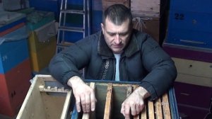 Пересадка, развитие  и первое расширение пчелопакета - урок схема.