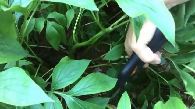 КАК И КОГДА ОБРЕЗАТЬ ПИОН ПОСЛЕ ЦВЕТЕНИЯ / ОРГАНИЧЕСКОЕ ЗЕМЛЕДЕЛИЕ НА ЮГЕ смотреть онлайн