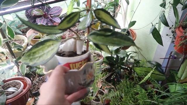 Комнатные растения/ Покупательница осталась не довольна/ Я расстроилась