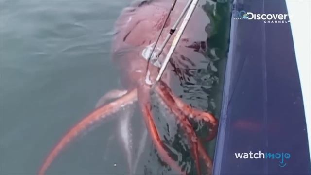 Top 20 Abnormally Large Animals That Really Exist смотреть онлайн