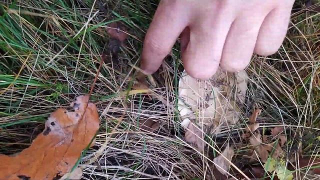 Грибы синяя ножка большая находка смотреть онлайн