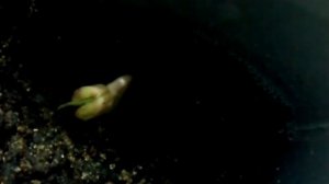 как посадить вишню из косточки 3