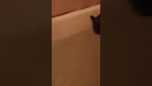 Купаем британского кота смотреть онлайн