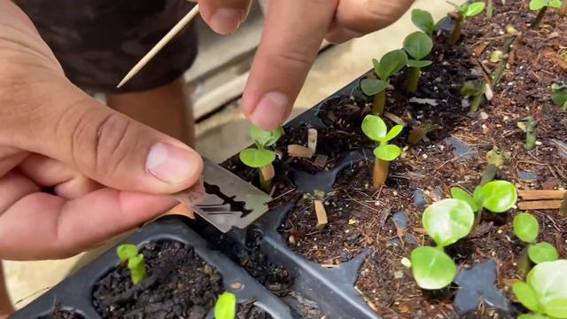 Técnica de microenxertia em Rosa do Deserto Albina - aprenda a salvar sua mudinha de RD смотреть онлайн