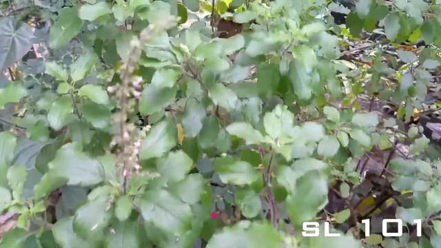 Heen Madhuruthala - Thulsi - Holy basil, Sacred basil - Ocimum tenuiflorum смотреть онлайн