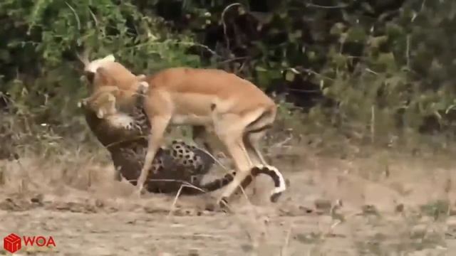 ТОП-6 лев против леопарда, гепарда | большие кошки спор пищевыми продуктами смотреть онлайн