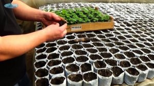 Сальвия - как правильно вырастить рассаду. Часть 3