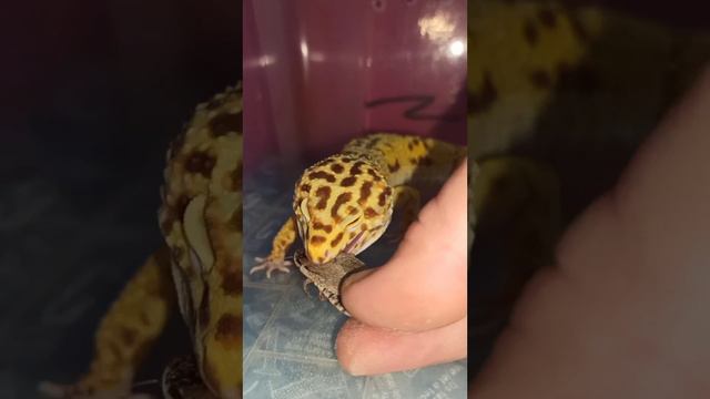 Кормление эублефара Марти. смотреть онлайн