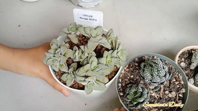 CRASSULA MORGAN'S BEAUTY | Cara Merawat Crassula Morgan Beauty #crassula