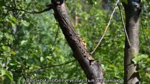 Болезни яблонь