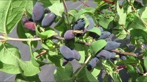 Ягод ЖИМОЛОСТИ Будет Много Если Сделать Это! Проверенный Способ! Чем подкормить жимолость?