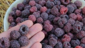 ТОП 8 сортов черной малины