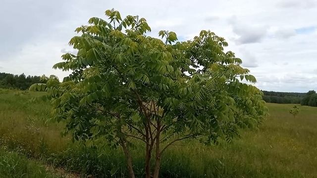 Выращивание Черного Ореха (black Walnut) в Тверской области.