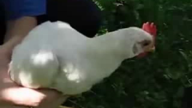 Гиростабилизированная курица смотреть онлайн