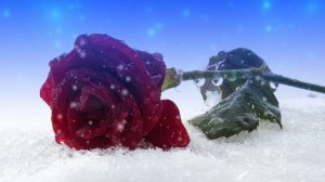 Футаж. Цветы на снегу 19  Footage. Flowers in the snow 19