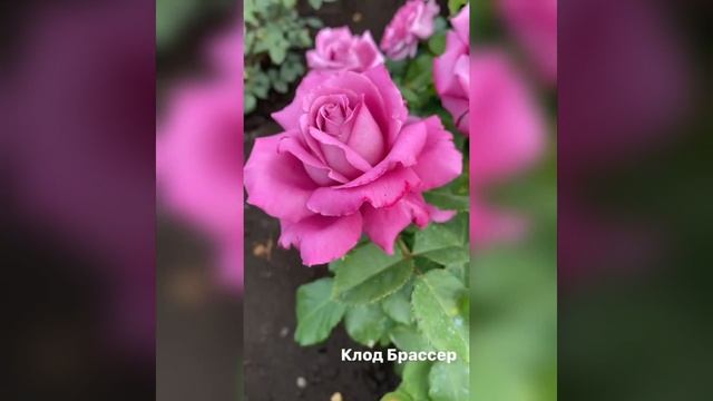 Роза Клод Брассер. Каталог Весна 2021 год смотреть онлайн