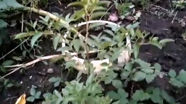 #ЕЙСК, #ДАЧИ. укрывать ли инжир?! . жду зятя! смотреть онлайн