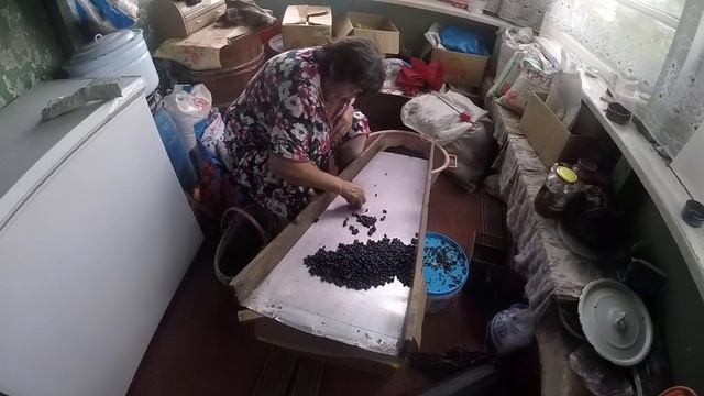 переборка черники смотреть онлайн