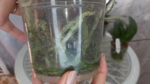 Лёгкий способ, быстро НАРАСТИТЬ КОРНИ орхидеи, не потеряв цветение