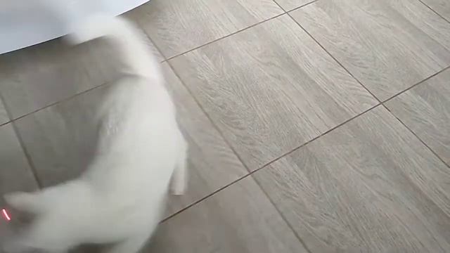 Кот Пирожок и лазерная указка смотреть онлайн