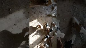 Домашние голуби город Оренбург