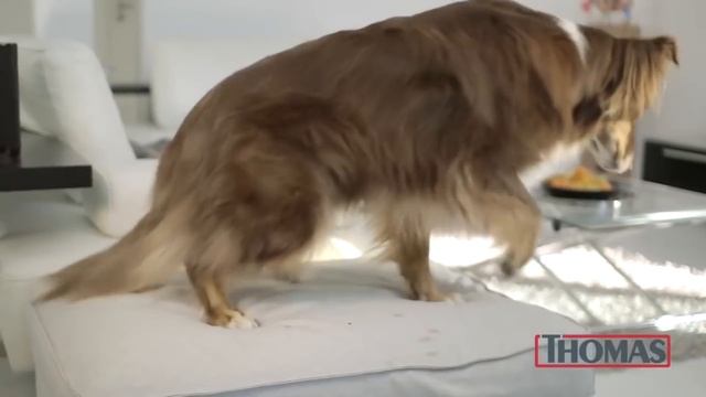 Thomas Pet & Family 30s 2020 смотреть онлайн