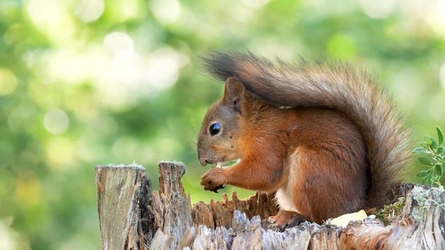 Природа. Живая Природа. Птицы, Белки,Животные. Пение Птиц. Звуки Леса смотреть онлайн