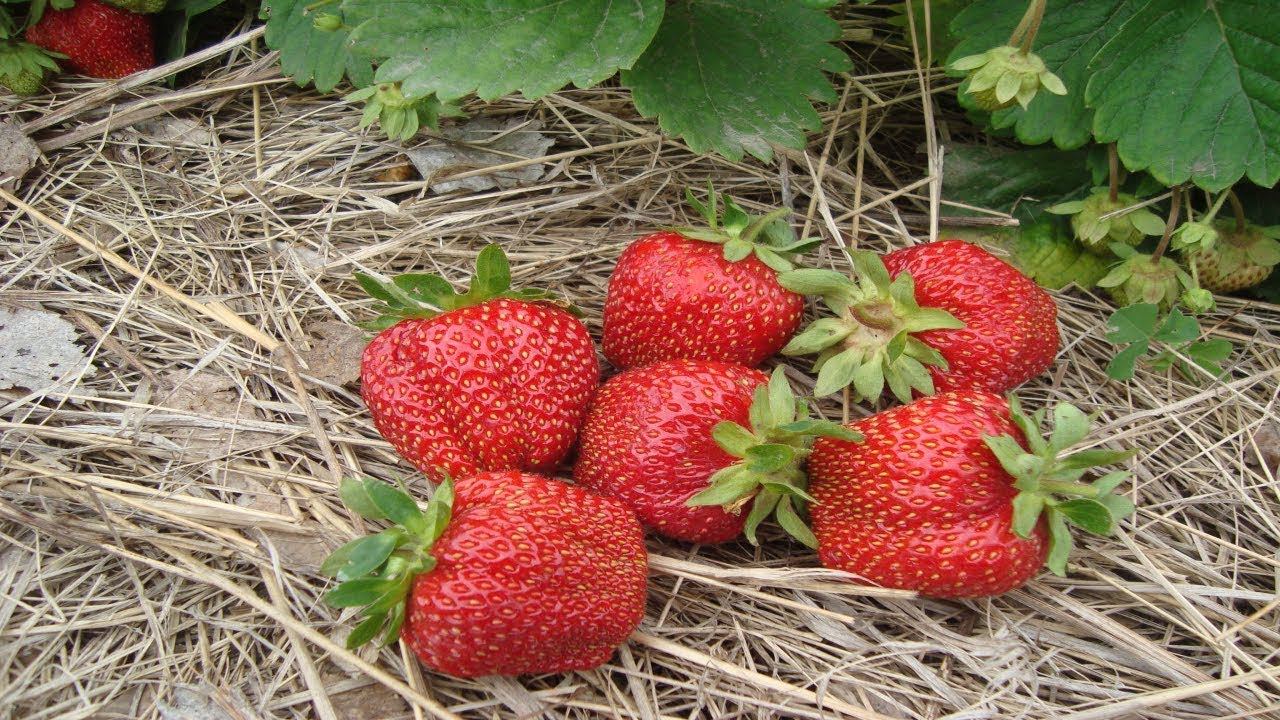 ПОЛИВАЙТЕ КЛУБНИКУ ПРАВИЛЬНО , КАК ПОЛИВАТЬ КЛУБНИКУ смотреть онлайн