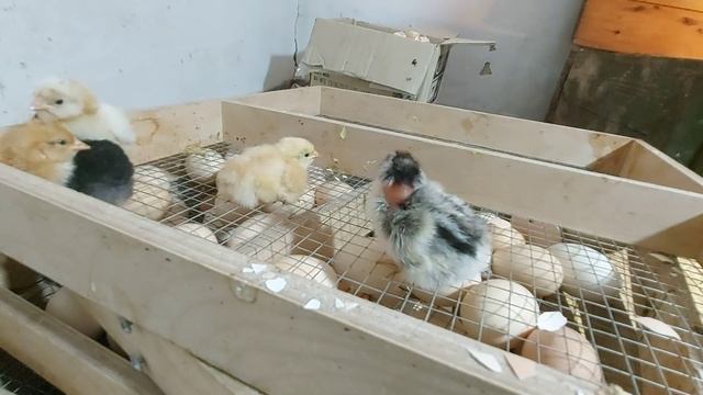 Выбираю цыплят из инкубатора! Сколько выведется из 400 яиц? смотреть онлайн