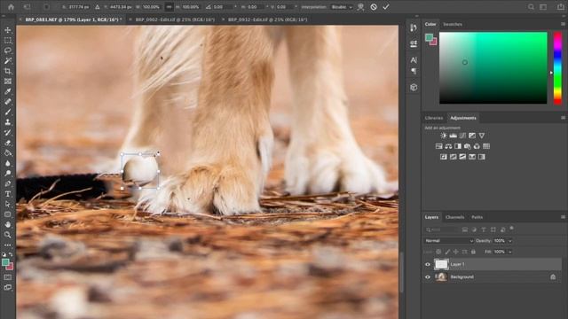 Harness and Leash Removal in Photoshop Pet Photography смотреть онлайн