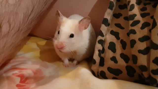 Маленькая жизнь белого хомяка смотреть онлайн