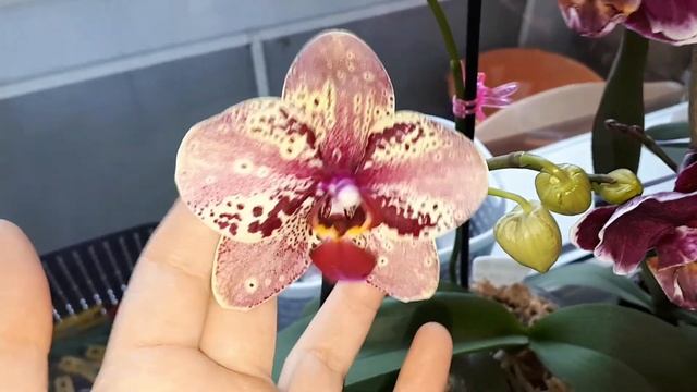 Утепляем подоконники с Орхидеями ?это важно?мои красотки смотреть онлайн