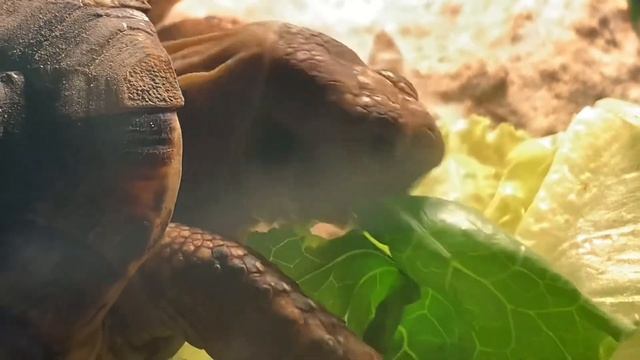 Как кушает черепаха смотреть онлайн