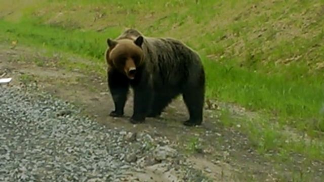 Медведь на дороге Тюмень - Ханты-Мансийск смотреть онлайн